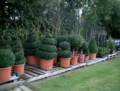 buxus5