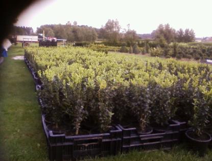 buxus7