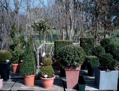 buxus8