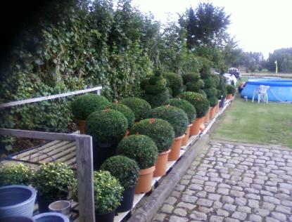 buxus9